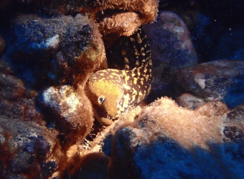 Los Cristianos: Try Dive for beginners - Final Thoughts