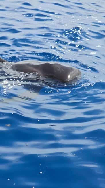 Los Cristianos: Viking Cruise Whales & Dolphins Watching - Introduction: Why This Tour Is Worth Your Attention