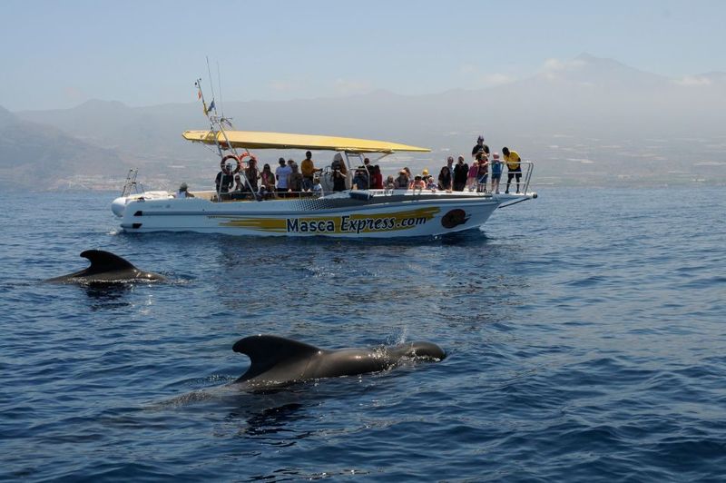 Los Gigantes: Dolphin & Whale Watching Cruise with Swim Stop - Practical rules onboard (so you don’t get surprised)