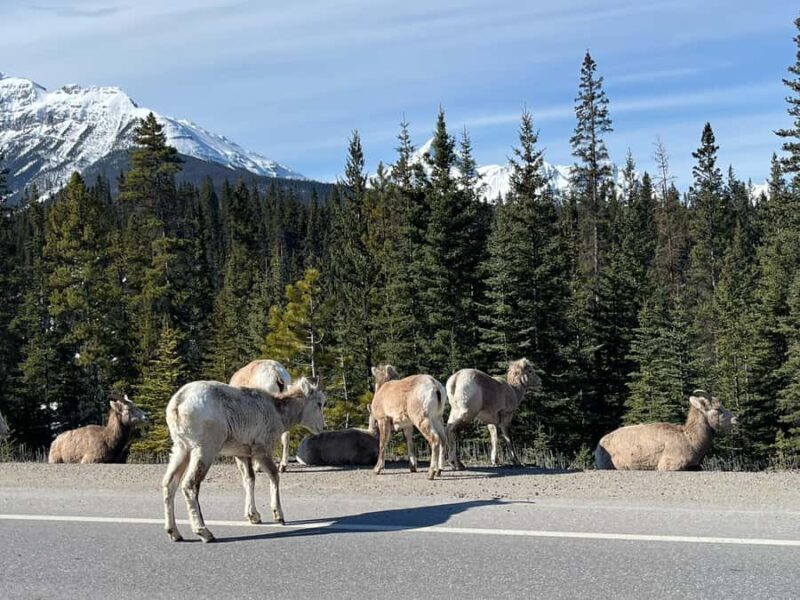 Louise, Moraine/Johnston Canyon, Minnewanka & Banff Town - Price & Value