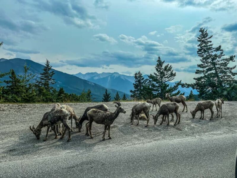 Louise, Moraine/Johnston Canyon, Minnewanka & Banff Town - Who Should Consider This Tour?
