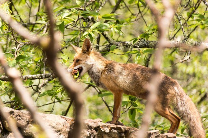 Lousa Mountain Private Tour - Who Will Love This Tour?