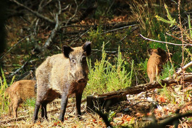 Lousa Mountain Private Tour - Frequently Asked Questions (FAQs)