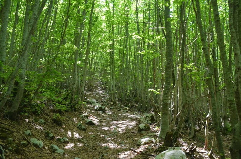 Loven Hiking Private Tour - The Value of the Experience