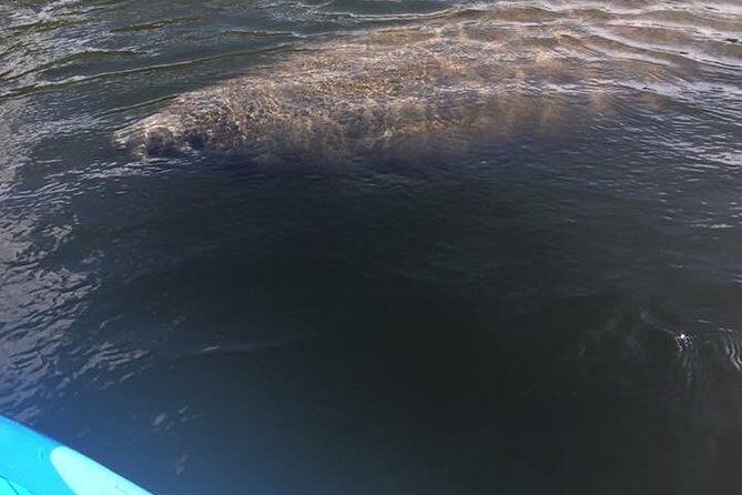 Lovers Key Guided Eco Tour-Mangrove Estuary - Frequently Asked Questions