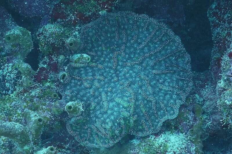 Lower Grand Lagoon: Panama City Beach Guided Snorkeling Tour - Who Will Love This Tour?