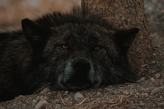 Lower Loop: Hot Springs & Geysers | West Yellowstone | PRIVATE - FAQs