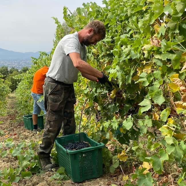 Lucca: Azienda Agricola San Pietro Winery Tour with Tasting - Is It Worth the Price?