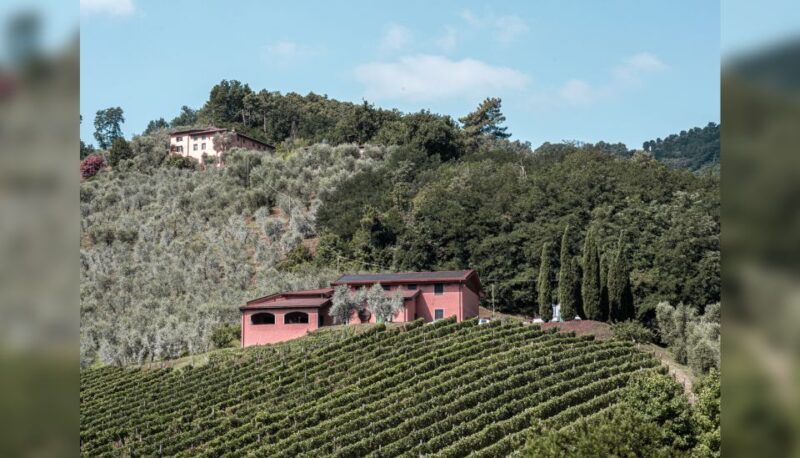 Lucca: Guided Winery Tour with Wine Tasting - Final Thoughts