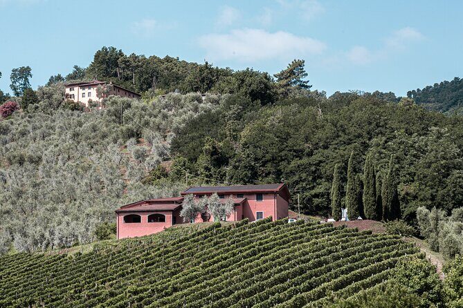 Lucca: Wine Tasting Experience - Tenuta Adamo Winery - Accessibility & Practical Details