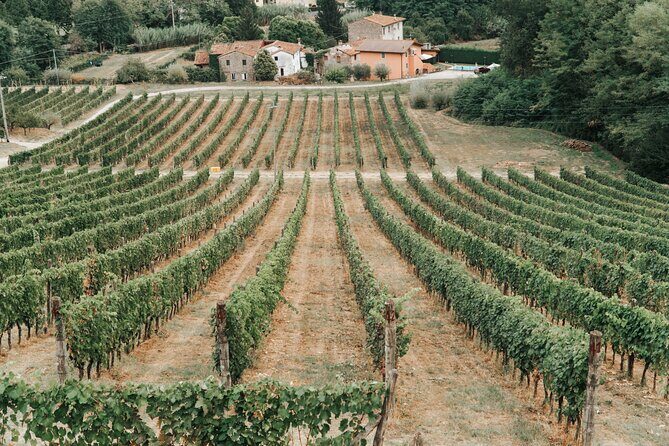Lucca: Wine Tasting Experience - Tenuta Adamo Winery - Who Is This Tour Best For?
