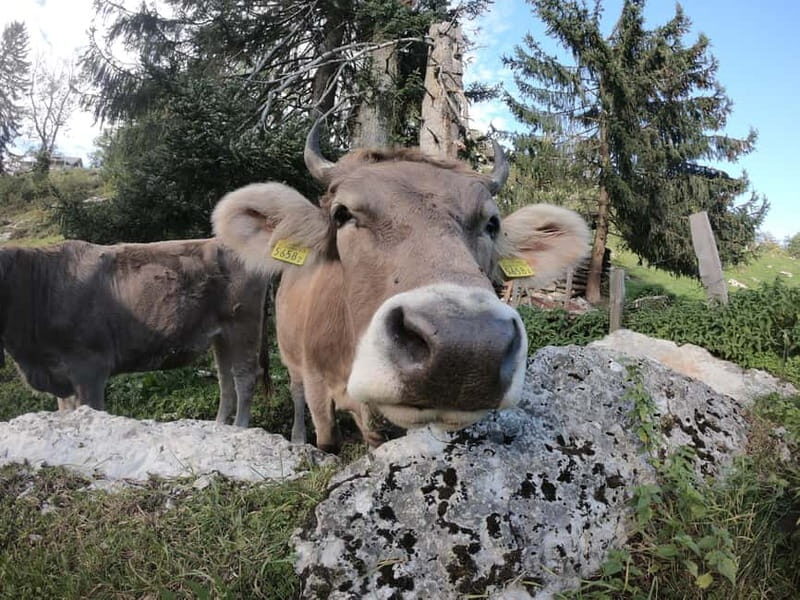 Lucerne: Cliff Path Private Guided Trip - The Daily Itinerary in Detail