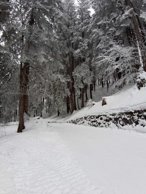 Lucerne: Private Snowshoe Tour - An In-Depth Look at the Tour Experience