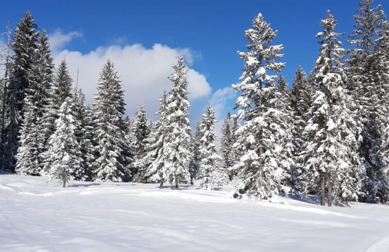 Lucerne: Private Snowshoe Tour - Who Is This Tour Best For?