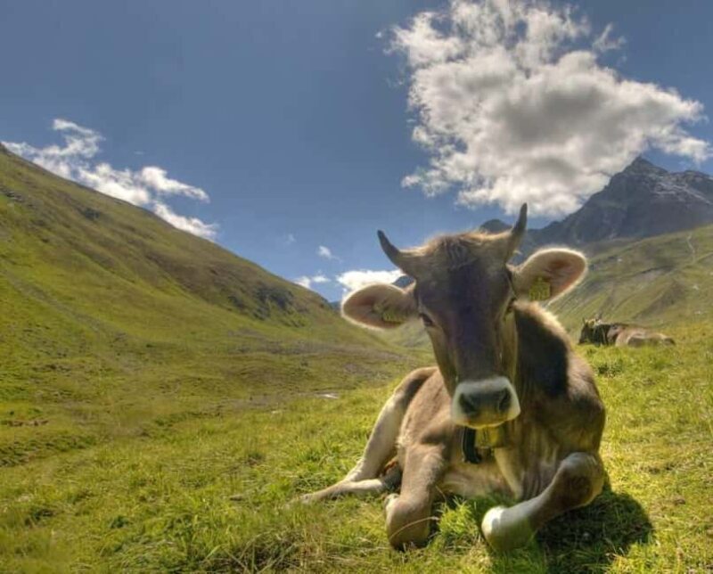 Lucerne to St. Moritz: Private Day Tour or Transfer - Via Mala Gorge: Photo-Op Perfection