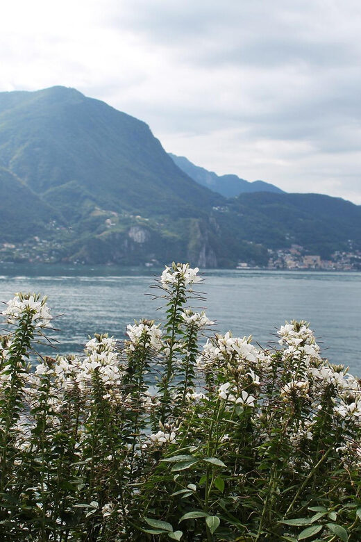 Lugano - Private Walking Tour - Who Should Consider This Tour?