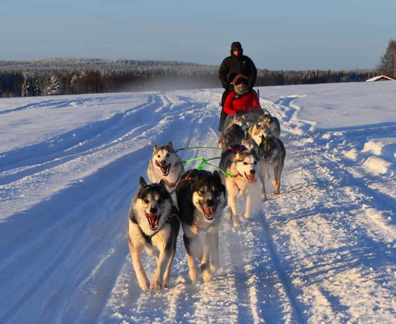 Luleå: Drive your own Husky team, 10km - What to Expect: An Honest Breakdown of the Experience