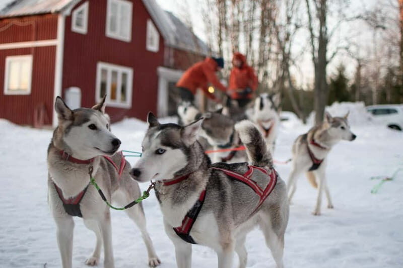 Luleå: Drive your own Husky team, 10km - Final Thoughts: Who Will Love This Tour?