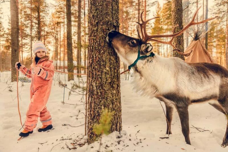 Luleå: Encounter with Reindeer Experience - Key Points