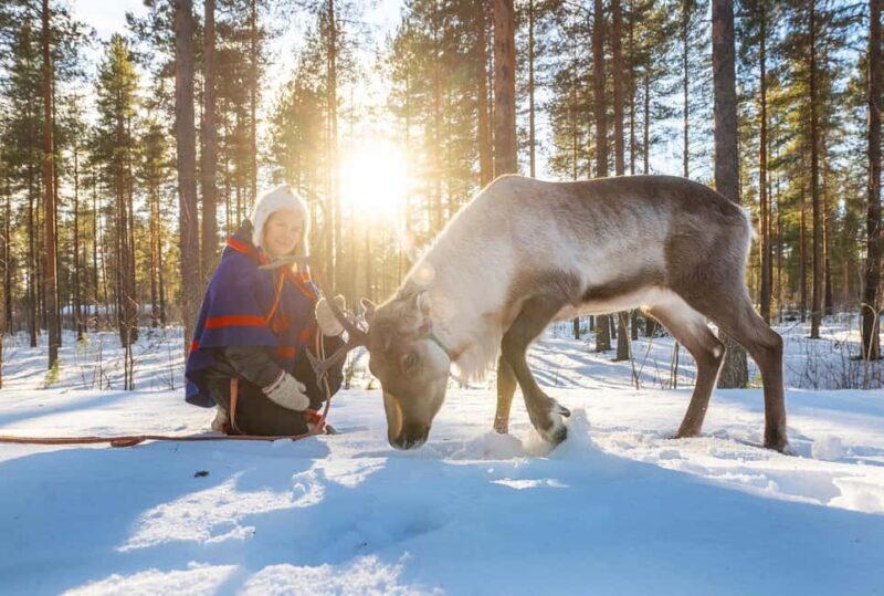 Luleå: Encounter with Reindeer Experience - What to Expect from the Reindeer Encounter in Luleå