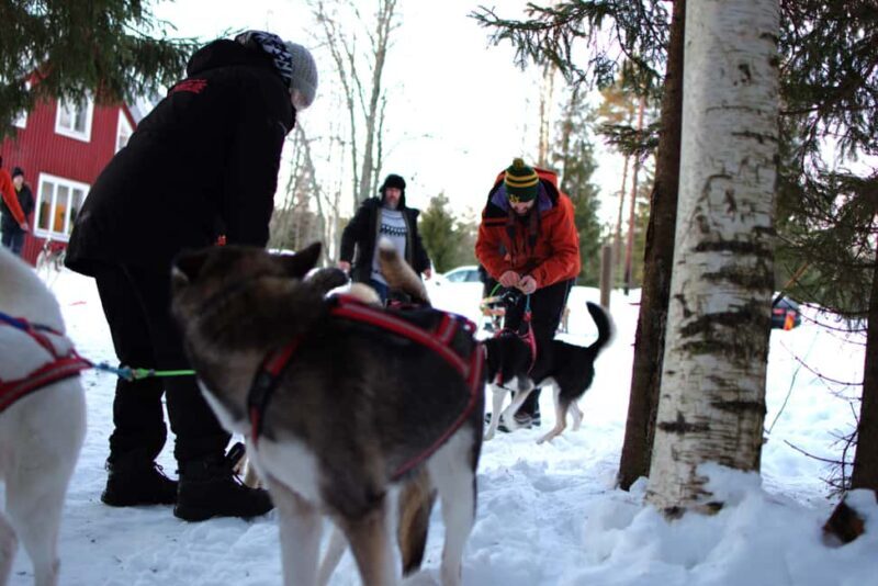Luleå: Guided Dog Sledding Tour - The Details: What’s Included and What to Know