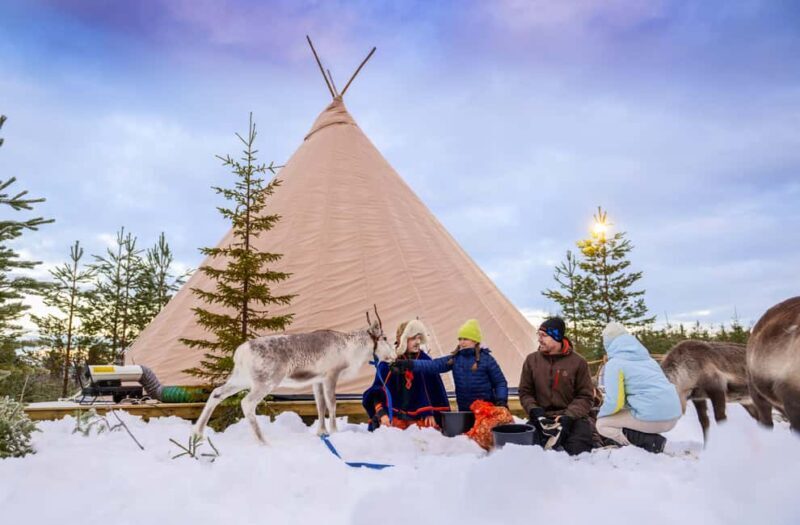 Luleå: Meet and Feed the Reindeer  Short Experience - Is It Worth It?