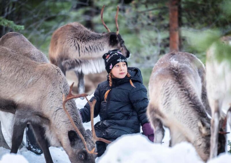 Luleå: Meet the Reindeer, Sámi Flavors & Stories by the Fire - Who Is This Tour Best Suited For?
