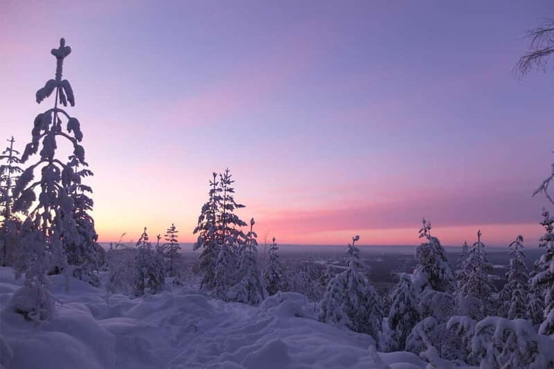 Luleå: snowshoeing in pristine nature with an expert guide! - Wildlife and Nature Insights