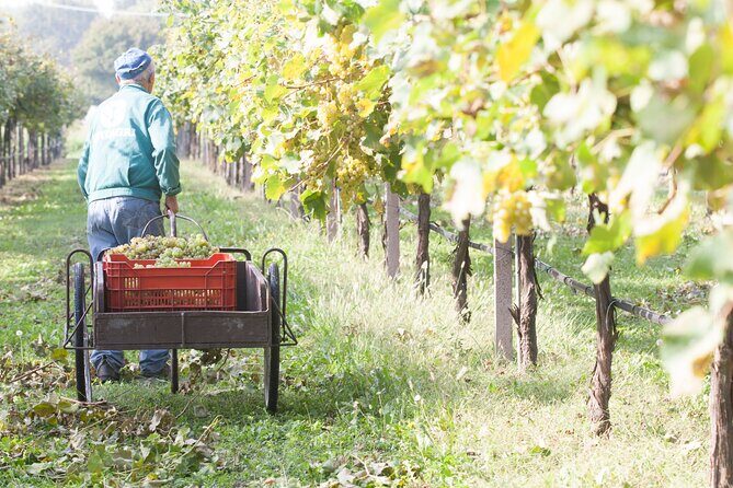 Lunch and Tasting of Traditional Balsamic Vinegar of Modena - Who Would Love This Experience?