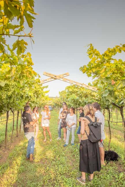 LUNCH IN VERONA: LIGHT LUNCH AMONG THE VINEYARDS AND IN THE WINERY - The Sum Up