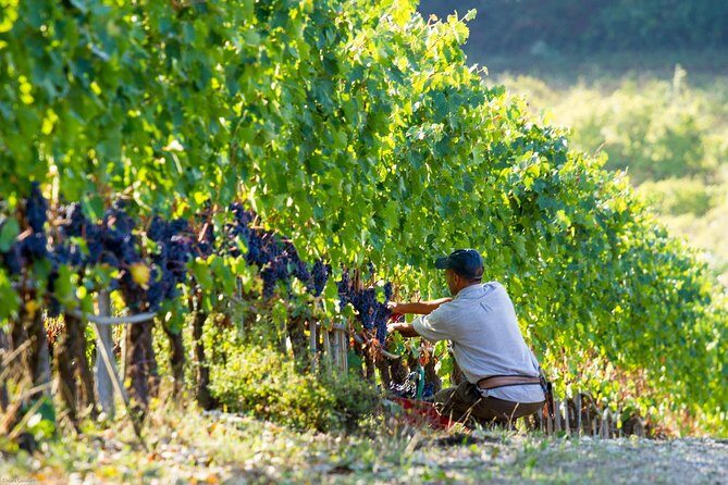 Lunch with Wine Tasting at the Winery - Who Will Love This Tour?