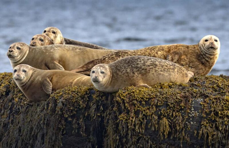 Lunenburg: Zodiac Wildlife Tour with Naturalist Guide - An Honest Look at the Zodiac Wildlife Tour