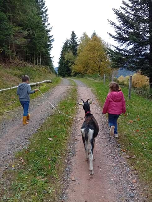 Luvigny: a unique discovery walk with goats - Luvigny: A Unique Discovery Walk with Goats