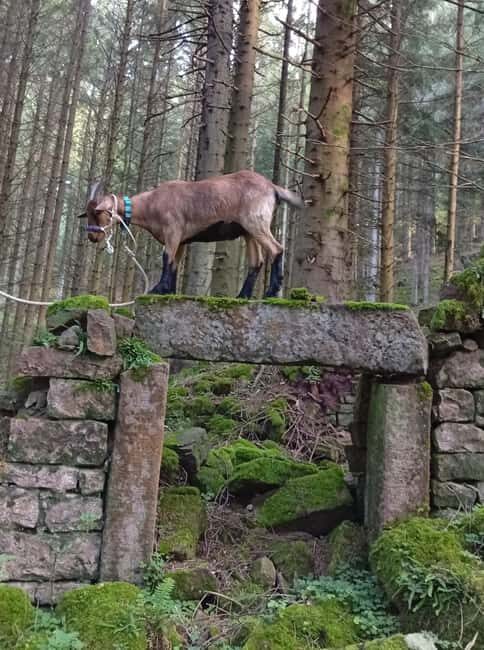 Luvigny: a unique discovery walk with goats - What to Expect During the Hour