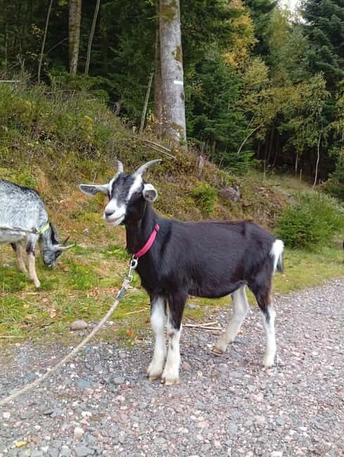 Luvigny: a unique discovery walk with goats - The Experience from Different Perspectives