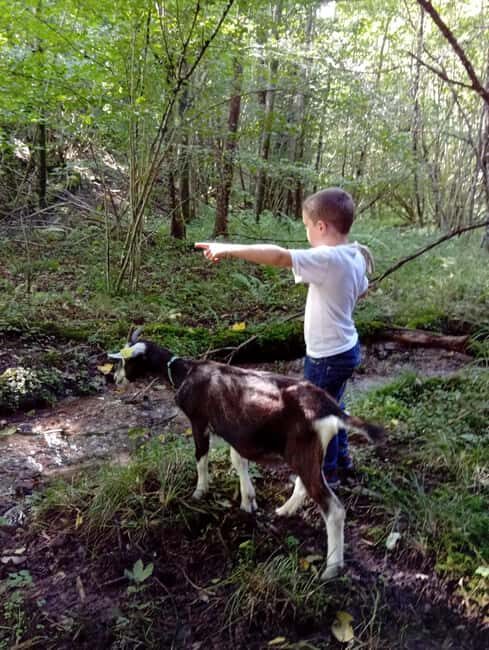 Luvigny: a unique discovery walk with goats - Who Will Love This Experience?