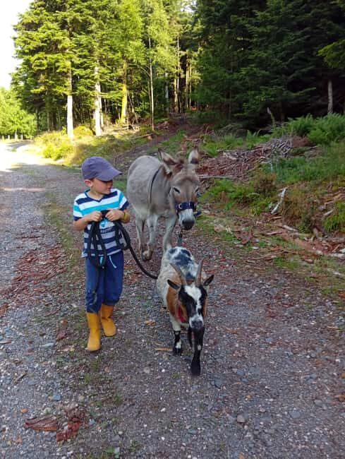 Luvigny: a unique getaway with donkeys and goats - Key Points
