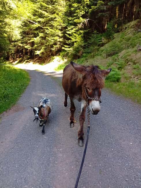 Luvigny: a unique getaway with donkeys and goats - What You Can Expect from the Tour