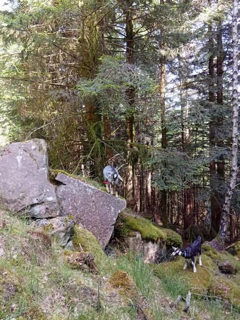 Luvigny: a unique getaway with donkeys and goats - Who Will Love This?