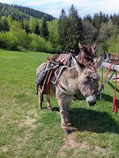 Luvigny: Donkey discovery walk - FAQ
