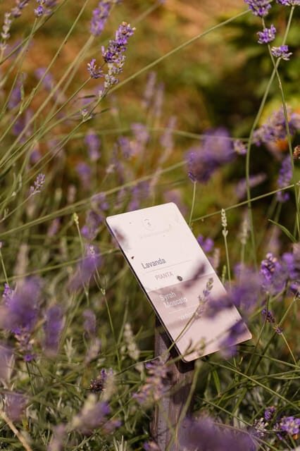 Luxurious Wine Experience: Savor Venetian Best Vineyards - Exploring the Luxurious Venetian Wine Experience