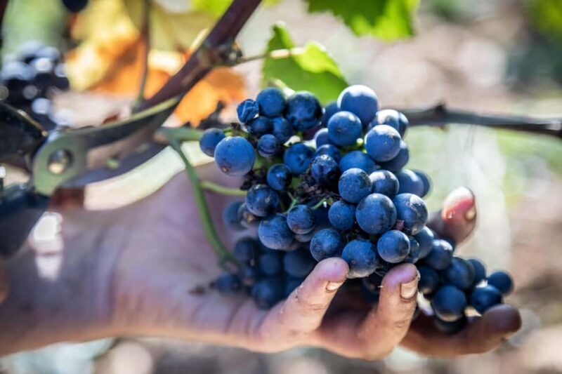 Luxury Burgundy Private Wine Tour - The Experience of the Drive and Tasting