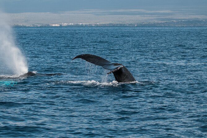 Luxury Catamaran Whale Watch - The Parking Situation