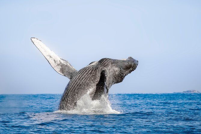 Luxury Catamaran Whale Watching Cabo San Lucas - FAQs