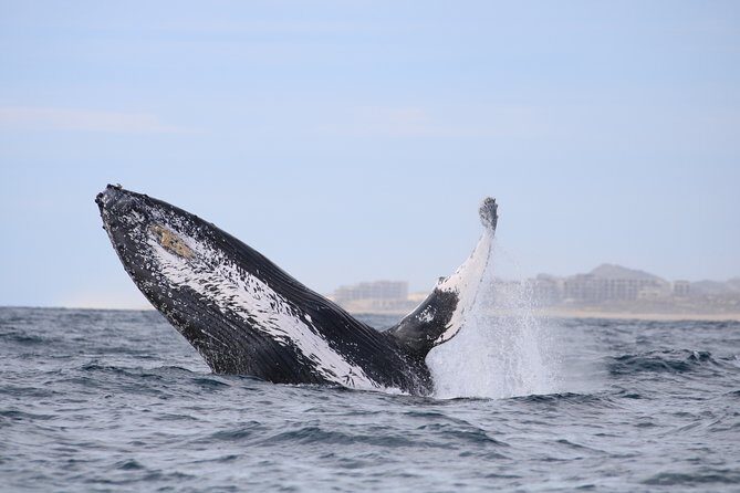 Luxury Catamaran Whale Watching Cabo San Lucas - Final Thoughts