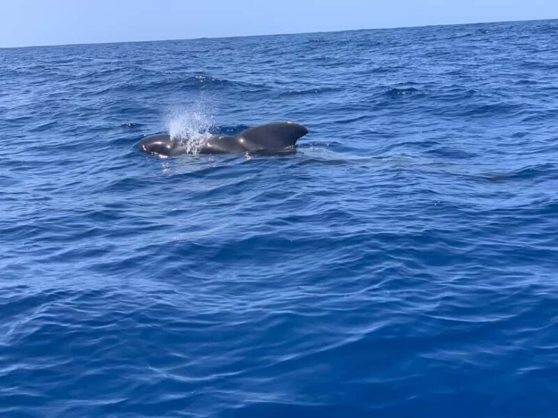 Luxury EcoMarine Safari Whale & Dolphin Watching Adventure - Key Points