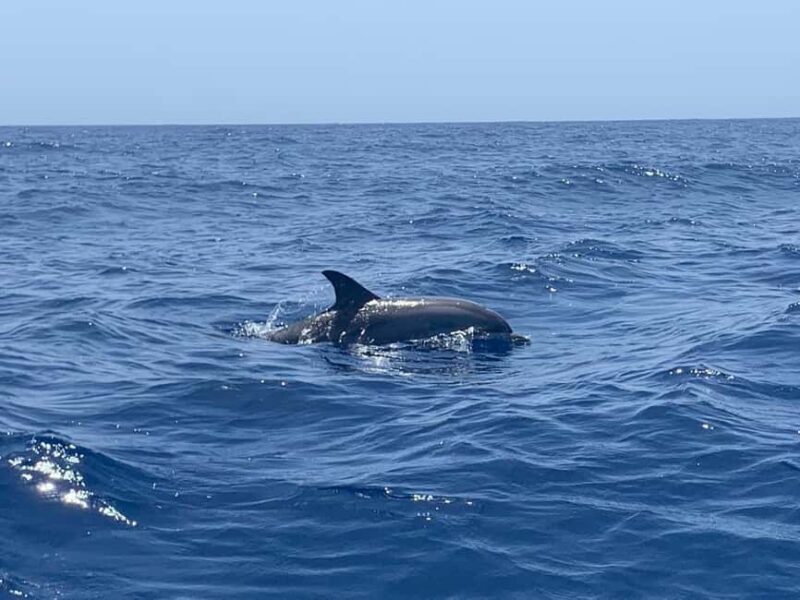 Luxury EcoMarine Safari Whale & Dolphin Watching Adventure - What Makes This Tour Stand Out