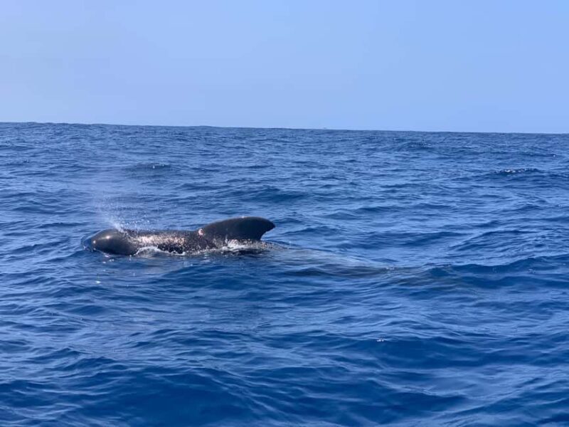 Luxury EcoMarine Safari Whale & Dolphin Watching Adventure - The Experience: More Than Just Watching