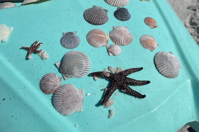 Luxury Kayak Tour To An Island Off Clearwater Beach! - (Tandem) - Final Thoughts: Is This Tour Right for You?