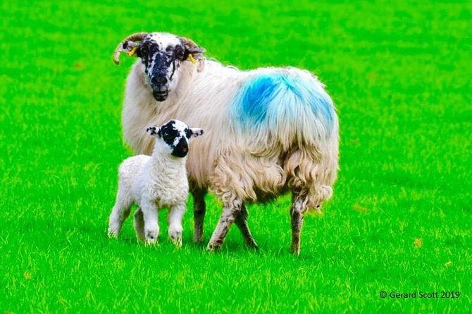 Luxury Photography Day Tour on Ring of Kerry and Skellig Ring - Fully Guided and Chauffeured - Who This Tour Is Best For